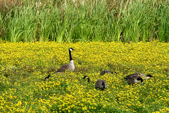 Lynde Shores Sept 15/2020