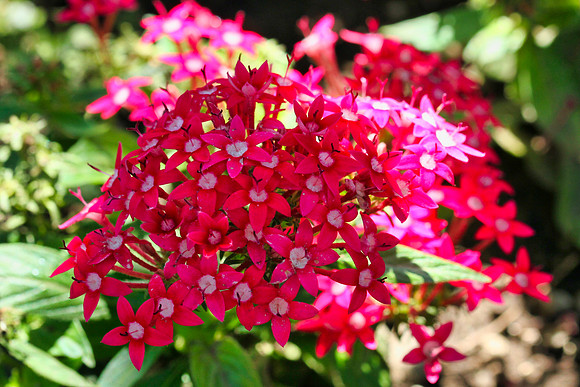 Oshawa Botanical Gardens Aug 2/2021