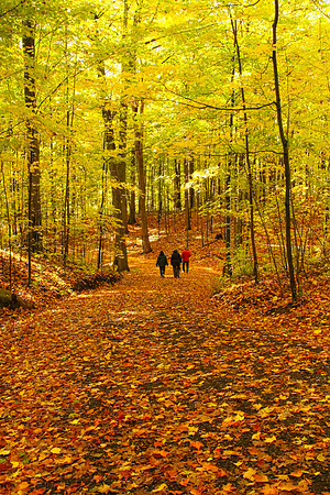 Purple Woods Conservation Area Oct 13/2020