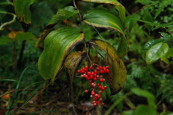 Hollidge Tract Oct 5/21