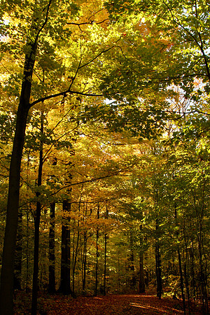 Purple Woods Conservation Area Oct 13/2020