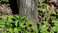Budding Trilliums