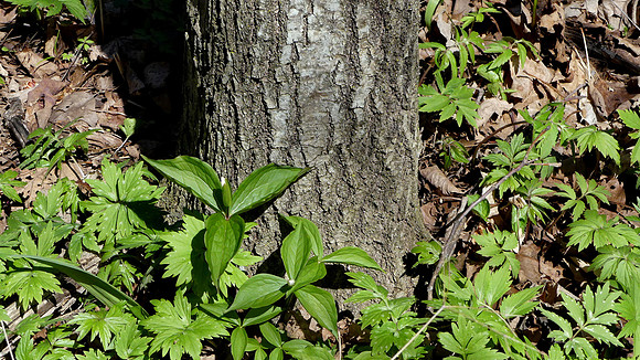 Budding Trilliums