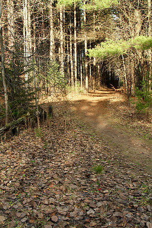 Walker Woods Nov 20/2020