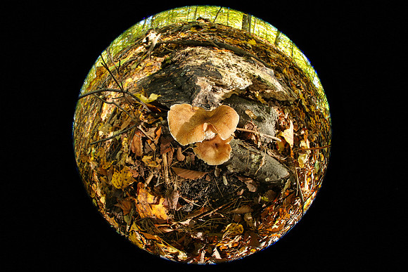 Purple Woods Conservation Area Oct 12/2021