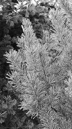 Frosty Winter Morning