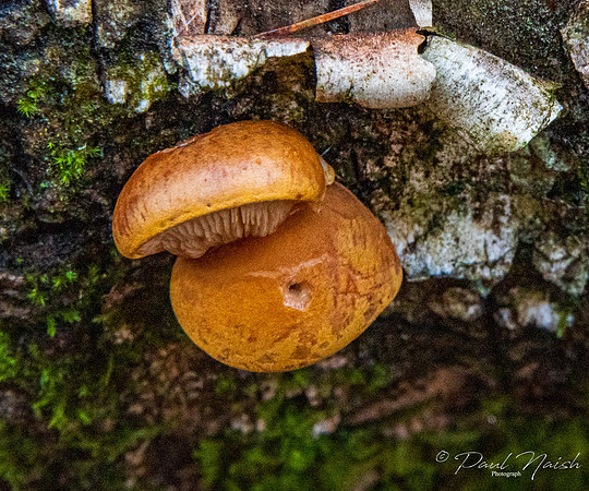 The Velvet Foot or Enoki (Flammulina velutipes)