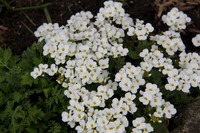 Springtime in the Rockery