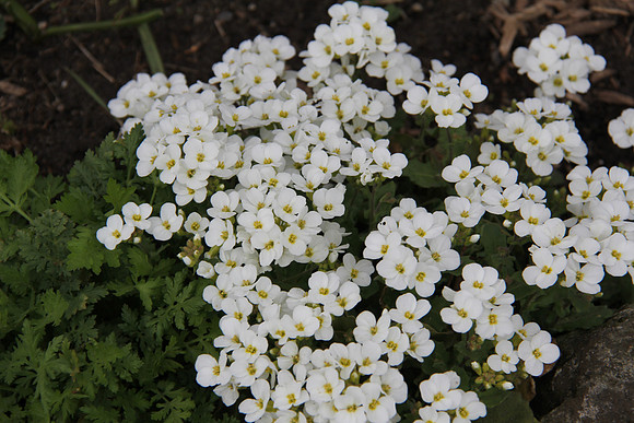 Springtime in the Rockery