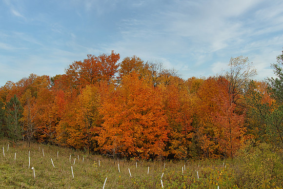 Purple Woods Conservation Area Oct 13/2020