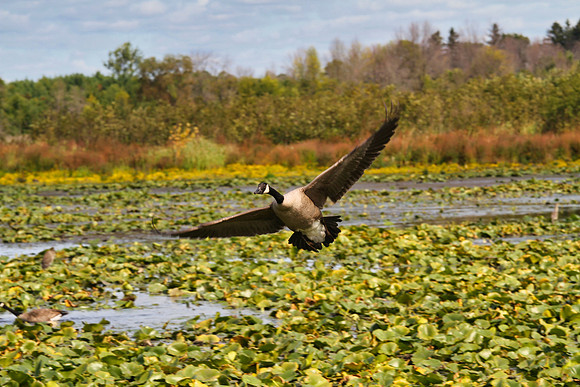 Lynde Shores Sept 15/2020