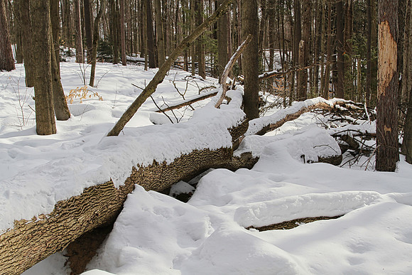 Hollidge Tract (entrance Ninth Line) Feb 10/21