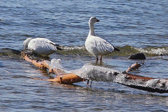 Lynde Shores Mar 5/2021