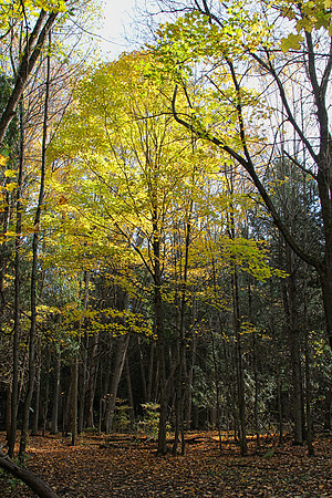 Seaton Hiking Trail Oct 28,2021