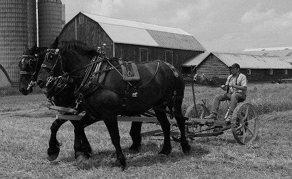 Lewis Farm Heritage Farming