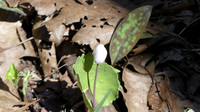 Woodland White Flower
