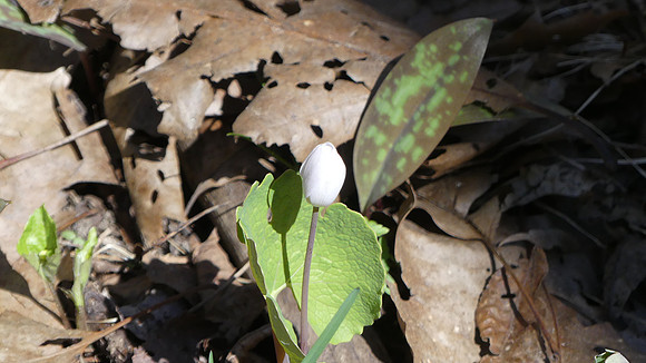 Woodland White Flower