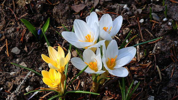 Hello Spring !