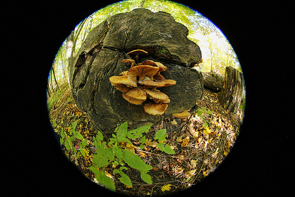 Purple Woods Conservation Area Oct 12/2021
