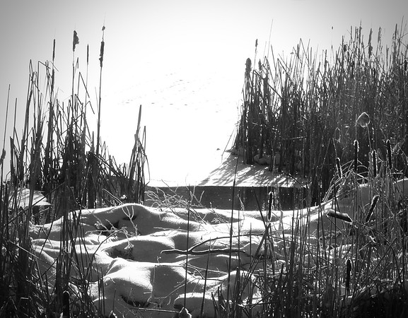 Pond's Edge