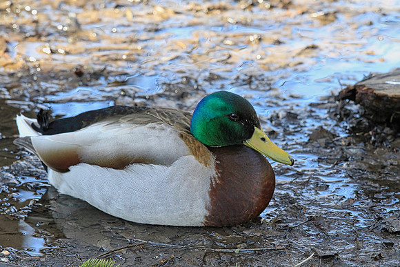 Lynde Shores Apr 19/2022