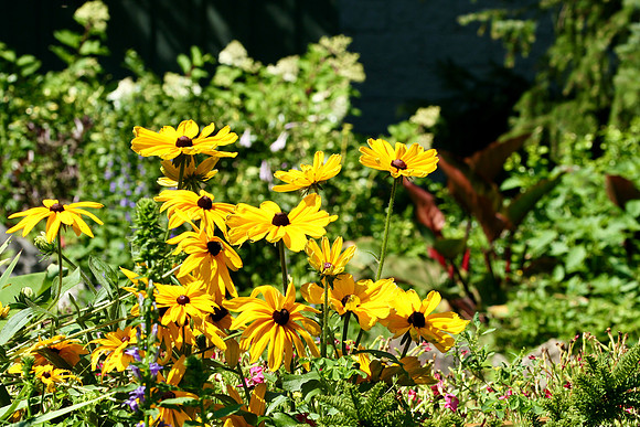 Oshawa Botanical Gardens Aug 2/2021