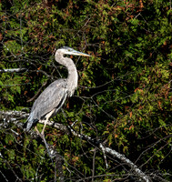 Heron