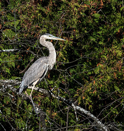 Heron