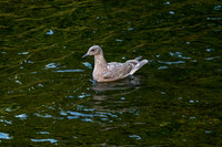 Juvenile Gull