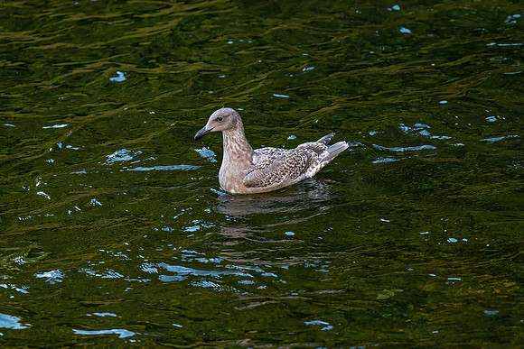 Juvenile Gull