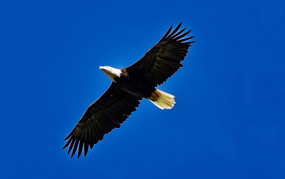 Bald Eagle