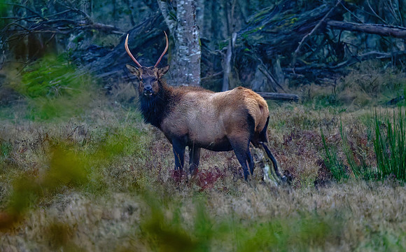 Roosevelt Elk