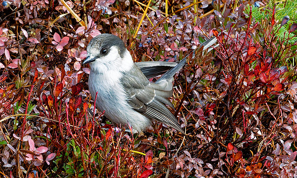 Gray Jay