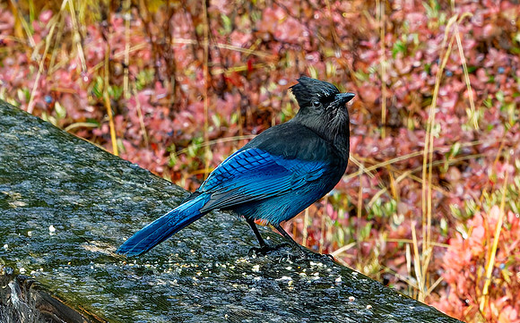 Stellars Jay