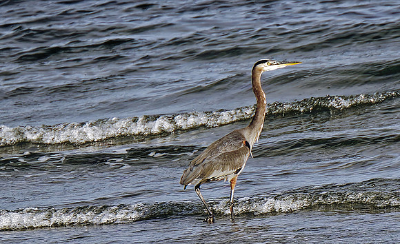 Blue Heron