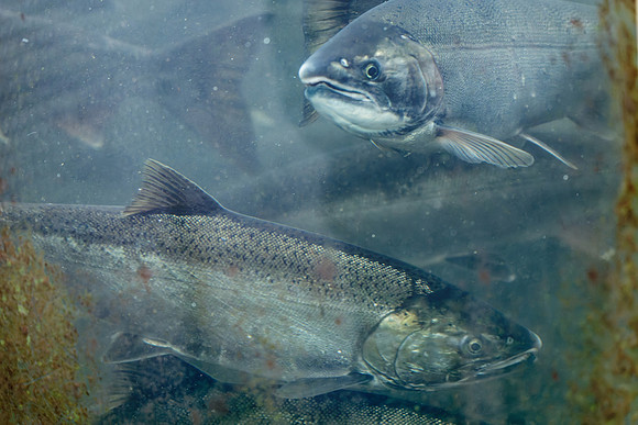 Salmon at the Qualicum Fish Hatchery
