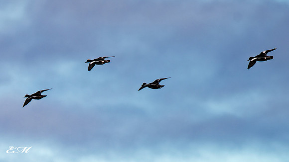 Stellars Eiders in Flight