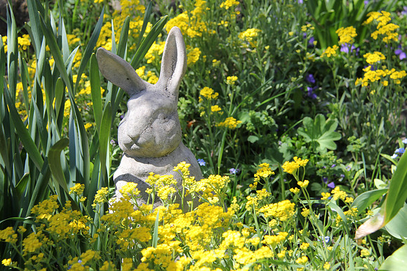 Bunny hiding  in Alyssum