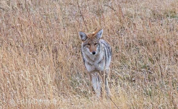 Coyote Hunting