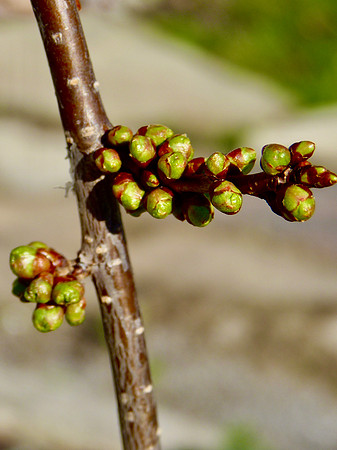 Spring Will Have its Way!