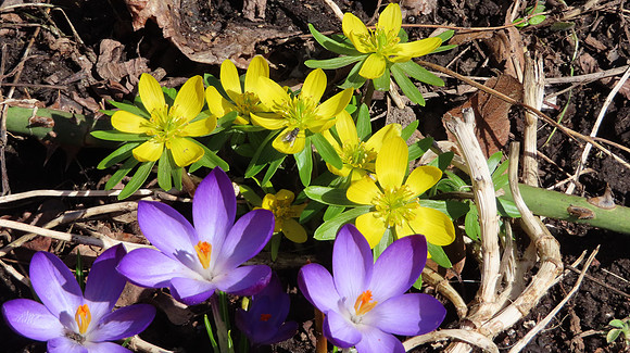 Purple crocus & aconite
