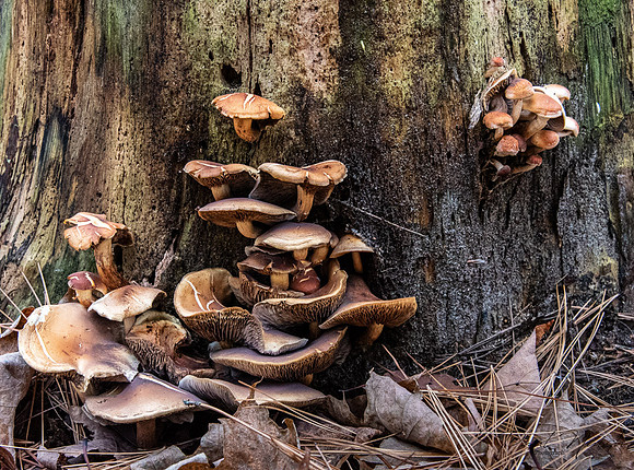 Chestnut Mushoon (Hypholoma lateritium)