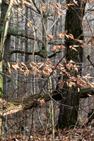 Walker Woods Nov 20/2020