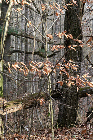 Walker Woods Nov 20/2020