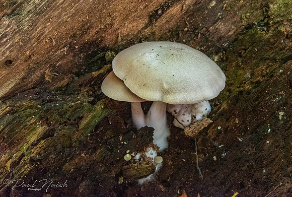 Sponge Mushroom Group