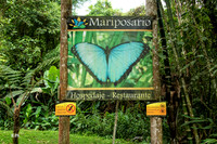 Mariposario Butterfly Gardens.Mindo ,Ecuador.