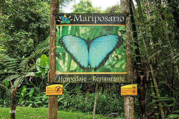 Mariposario Butterfly Gardens.Mindo,Ecuador