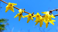Forsythia Morning