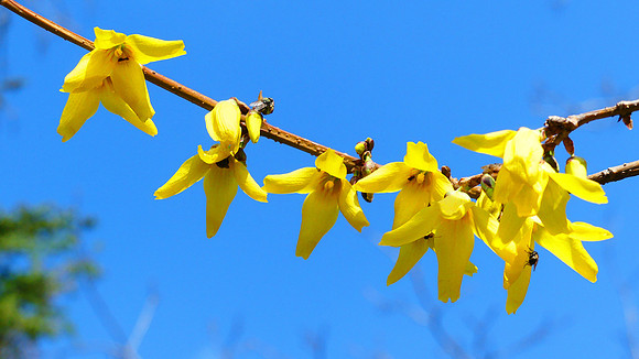 Forsythia Morning