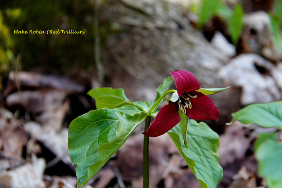 Red Trillium (Wake Robin)